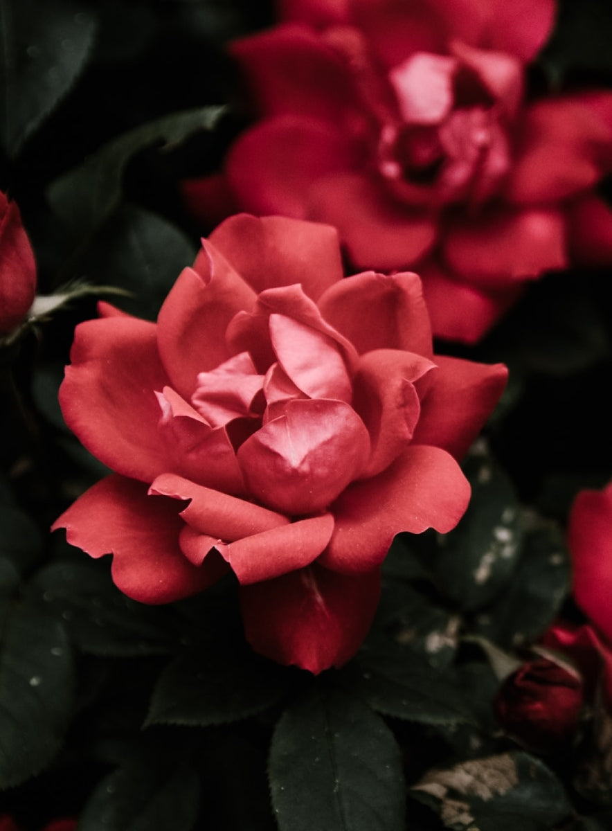 Garden Rose Sormus