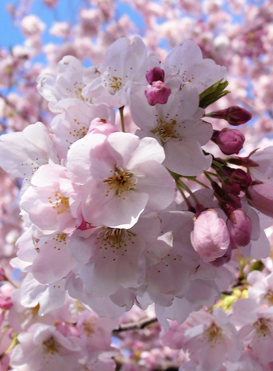 Cherry Blossom Sormus
