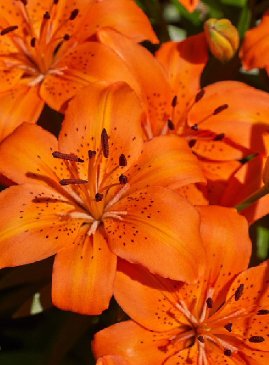 Tiger Lily Sormus