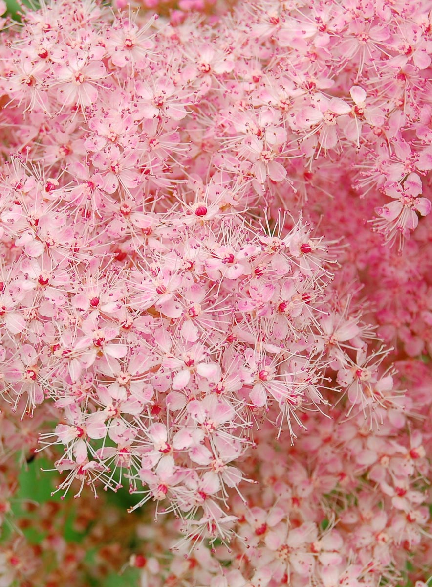 Meadowsweet Sormus