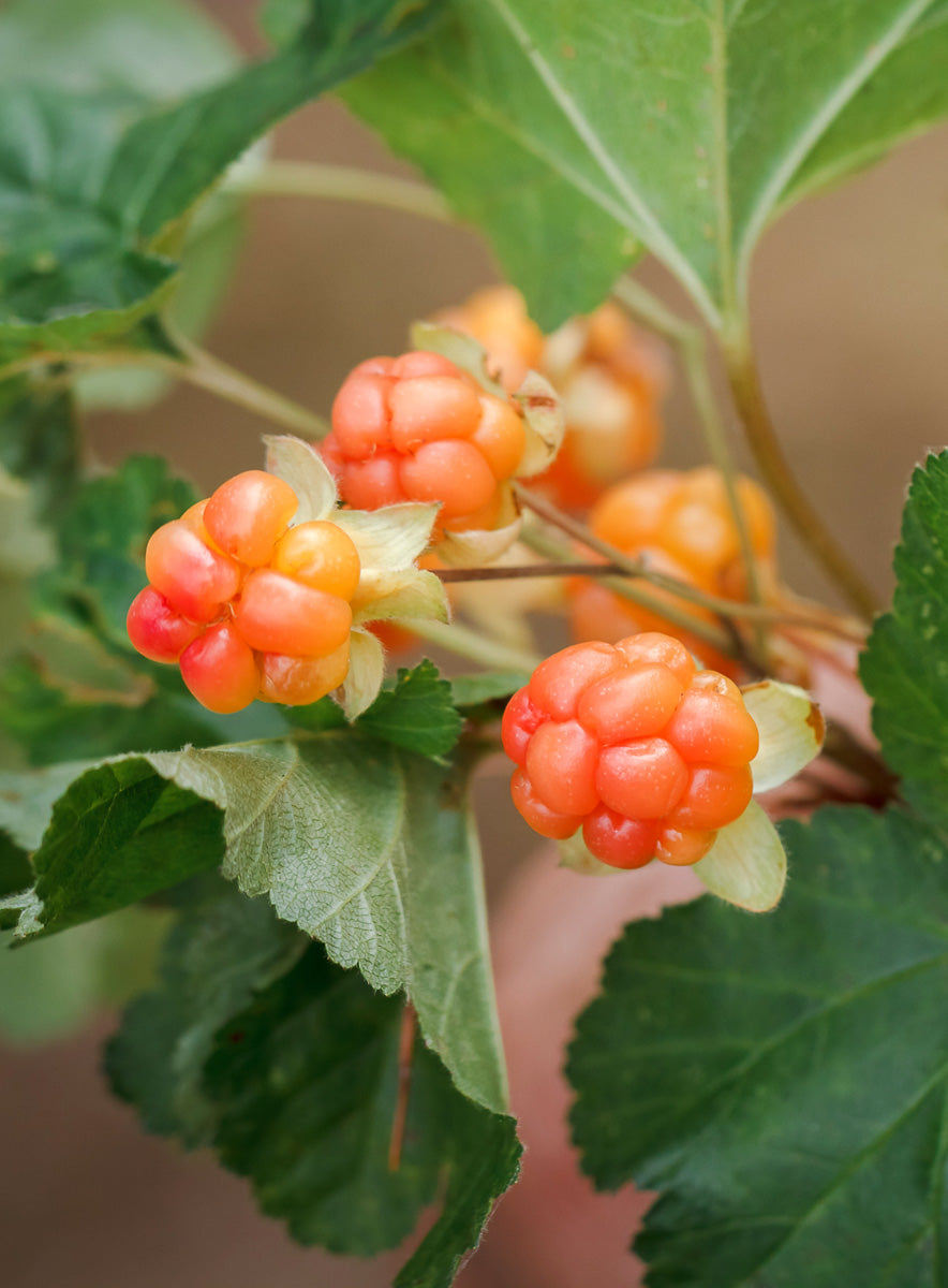 Cloudberry Cute Necklace