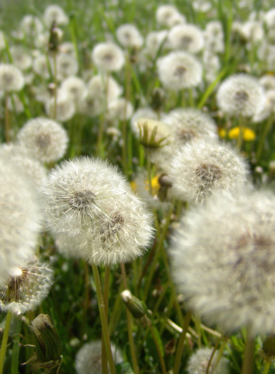 Dreamy Dandelion Ring