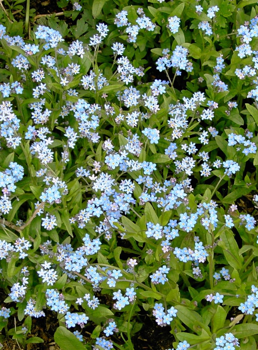Forget Me Nots Ring