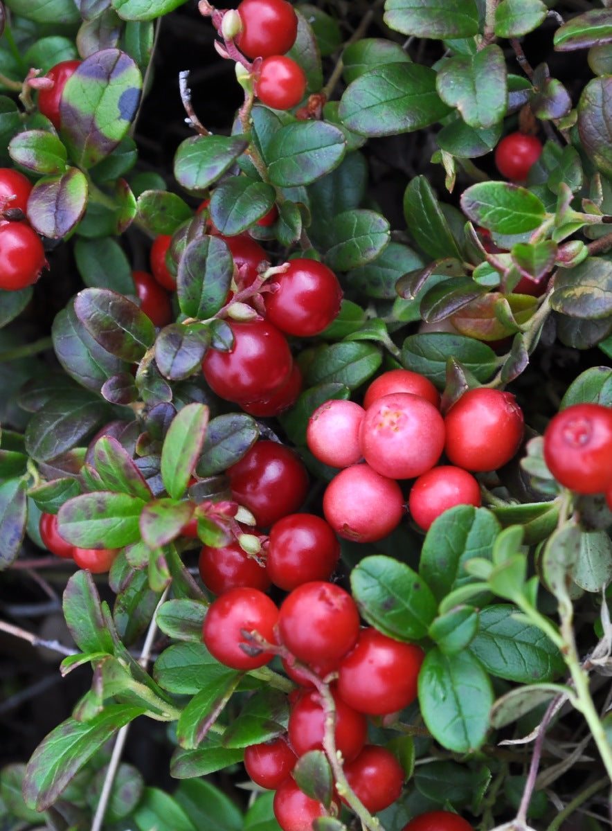 Cranberry Queen Korvakorut