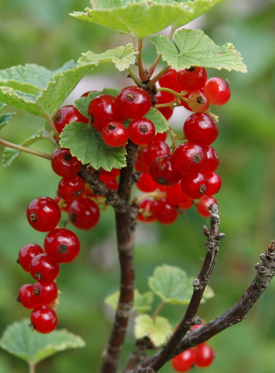 Candy Currant Jelly Necklace