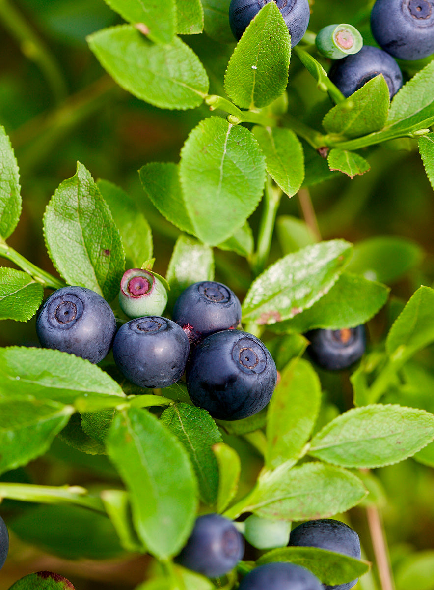 Blueberry Fields Forever Korvakorut