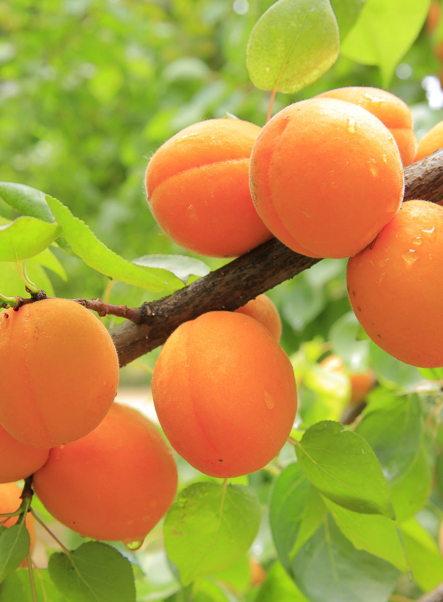 Apricot Jelly Earrings