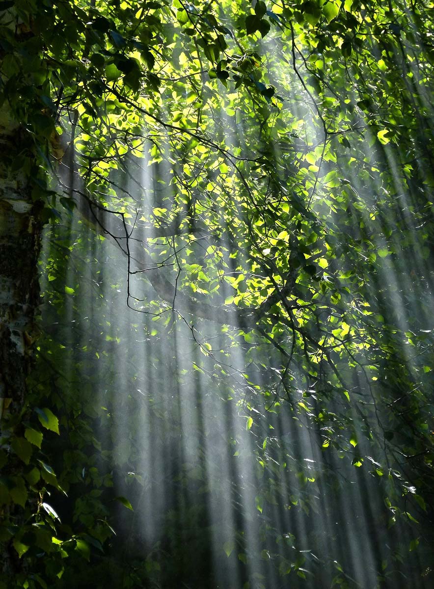 Forest Fairy Korvakorut