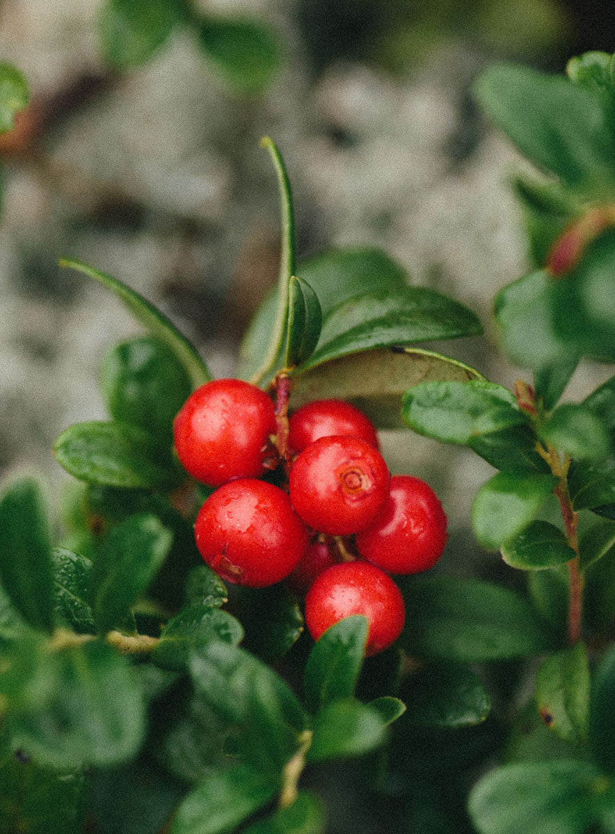 Lingonberry Beret Earrings